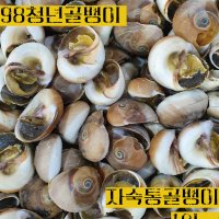 해감세척 완제품 / 10kg_자숙 통골뱅이 / 구슬골뱅이 / 큰구슬우렁이 / 골뱅이탕