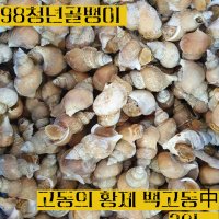 20kg_국내 자연산 백고동中 백골뱅이/골뱅이