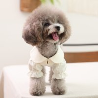 강아지 옷 코코숑 셔츠 블라우스 카라 봄 가을 크림 XS S SM M L XL 2XL 소형견 중형견