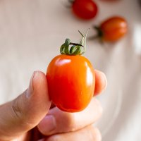 스테비아방울토마토 대추 단마토 [최상등급]