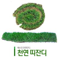 천연잔디 띠잔디 양잔디 켄터키블루그래스