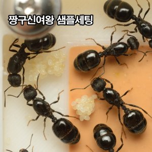 승깔네 최저가 가성비상품