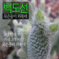 [허브여울선인장] 백도선 묵은둥이 외목대 (토끼선인장) 지름 9cm 소품다육화분