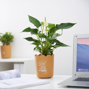 둥근 장식 원형 화분 (2가지 색상, 4가지 사이즈) - 큐가든