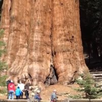 블루아이스(접) 썰프레아(접) 블루헤븐(접) 타이와니아 Sequoiadendron giganteum 캐시미어 모종 묘목