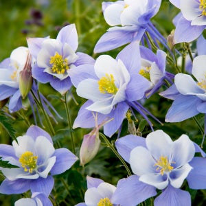 매발톱 헤븐블루 씨앗 20립 소포장