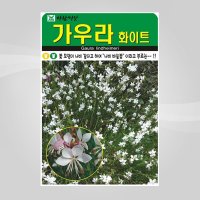 슬로시 꽃 씨앗 가우라 화이트 바늘꽃 100립 씨앗