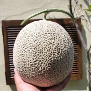 머스크 메론 고당도 허니듀 하니원 세지 세론이 곡성 선물세트 5kg 8kg