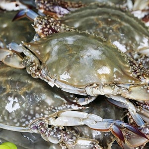 국내산 활 숫꽃게 산지직송 제철 가을 활게 생물 꽃개 1kg