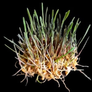 국내산 귀리 새싹차 전통 덖음방식 수제 티백차 60g