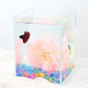 미미네아쿠아 올디아망 베타키우기 세트 15H 연핑크