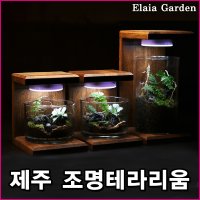 제주도 테라리움 이끼 반려식물 LED 조명 소품 공기정화 천연가습기