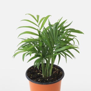 마이플랜트 테이블야자 소형 관엽식물 키우기쉬운 실내공기정화 인테리어 반려 식물