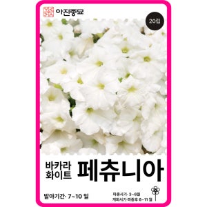 페츄니아 씨앗 페튜니아 바카라 화이트 / 20립 꽃씨 몰 F1교배종 종자 야생화 봄 가을