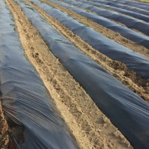 흑색 멀칭용 하이덴 필름 0.012mm X 90cm X 457m 배추 고추 모종 비닐