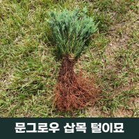 문그로우 털이묘 묘목 삽목 조경수 상록수 향나무