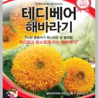 테디베어해바라기 씨앗 30립 꽃씨