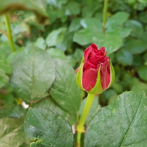 사계장미나무 묘목 비탈장미 화분묘 빨강장미