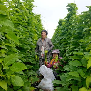 햇살담아 건강한 우리차 작두콩 / 우엉 / 연근 / 비트 / 여주