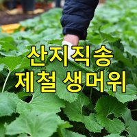 머위잎 국산 머구 머위 잎 머윗잎 곰취 명이 제철 봄철 시골 음식 나물 반찬 쌈 채소