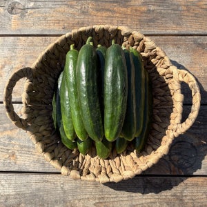 오이 오이지 스낵 피클용 미니 미인오이 2kg 3kg 5kg