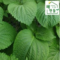 산지직송 향긋한 밀양 깻잎 특 1kg / 2kg