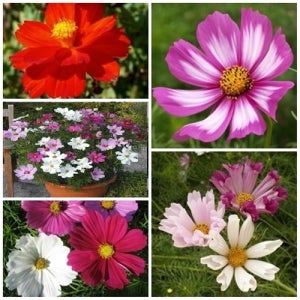 개성파 코스모스 5종 씨앗 세트