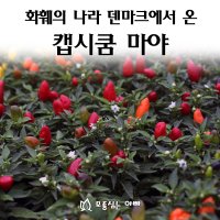 [모종심는아빠] 관상용 하늘고추 캡시쿰 마야시리즈 꽃고추