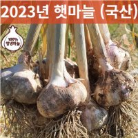 2023년 창녕 햇마늘 통마늘 밭마늘 대서마늘 직접키운 상품 1KG 3KG 5KG