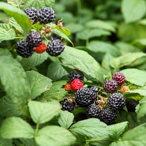 25년 복분자 햇복분자 5kg