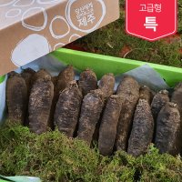 제주흙더덕 고급형 (특) 2kg~3kg