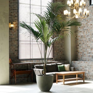 겐차야자 실내공기정화 식물 인테리어 플랜테리어 화분