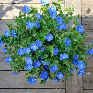 아메리칸블루 중품 아메리카블루 블루데이지 행잉 화분 야생화 실내 공기정화 꽃