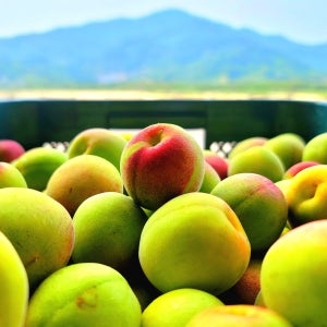 매실사랑농원 매실청 광양 유기농 청매실 홍매실 조각 쪼갠 깐매실