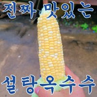 설탕옥수수 맛있는 제주도 산지 밀양 생으로 그냥 먹는 단 초당 설탕 사탕 노랑 생 옥수수