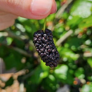 25년 고창 토종오디 생 오디 과상2호 당일수확 급냉