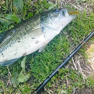 해동 워리어스Q 빅배스 민물 루어로드 C662M 배스 낚시대