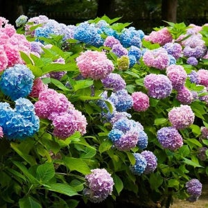 마크로필라수국 - LA드림