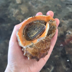 소라 참소라 미시소라 1kg