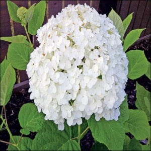 아나벨수국-스트롱아나벨 (Strong Anabel)