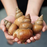 포항 백골뱅이 제철 생물 동해안 백고동 골뱅이 무침