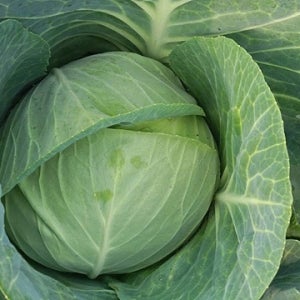 무농약 친환경 양배추 3kg 5kg