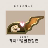 용골햄 땅굴존 관찰존