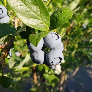 강원고성 유기농 냉동 블루베리 1Kg