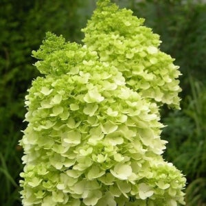 유럽목수국-모히또(Mojito)