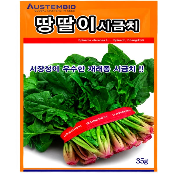 땅딸이시금치씨앗 종자 토종 월동시금치씨 섬초 35g