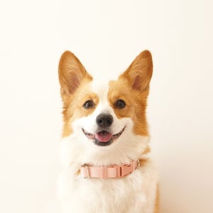 펫베오 강아지 목줄 부드러운 나일론 올찬 산책줄