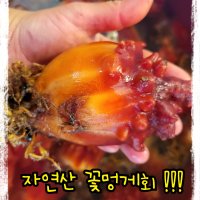 자연산 꽃멍게회, 향긋한 멍게회, 헹구어만 드세요, 살찐 멍게회 꼭 드세요, 통영 꽃멍게회,