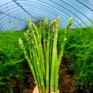 강원도 양구 아스파라거스 500g 양지농원