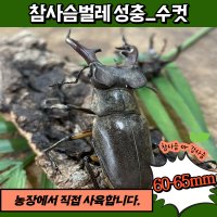 참사슴벌레 성충 수컷 한쌍 강사슴벌레 키우기 기르기 사육세트